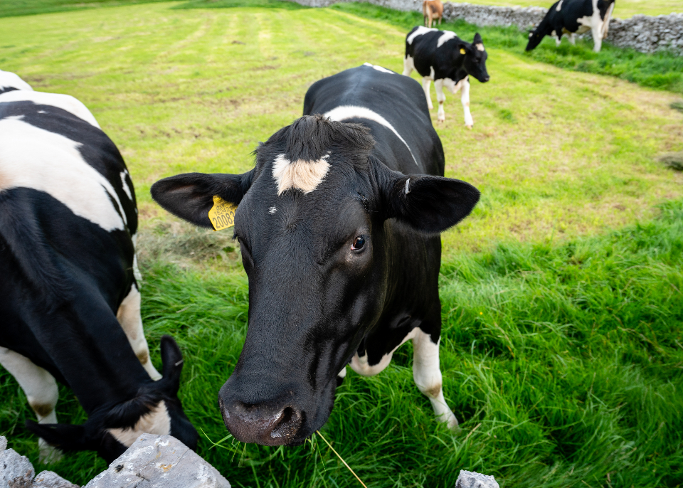 Cow Cattle